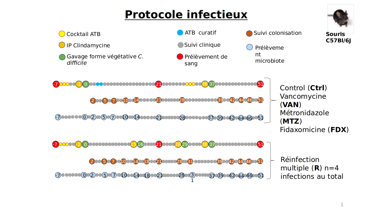 Fig1: Experimental protocol